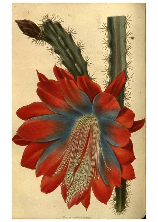 Reproducción/Reproduction 48755695532: The botanical cabinet. London :John & Arthur Arch ...,1817-1833.. 