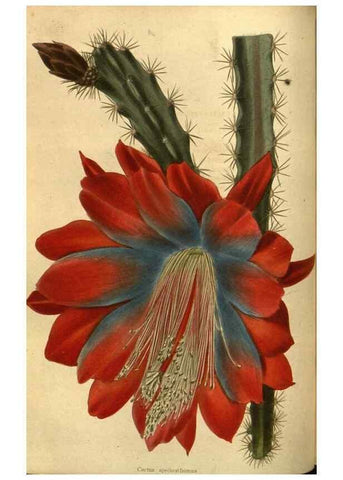 Reproducción/Reproduction 48755695532: The botanical cabinet. London :John & Arthur Arch ...,1817-1833.. 