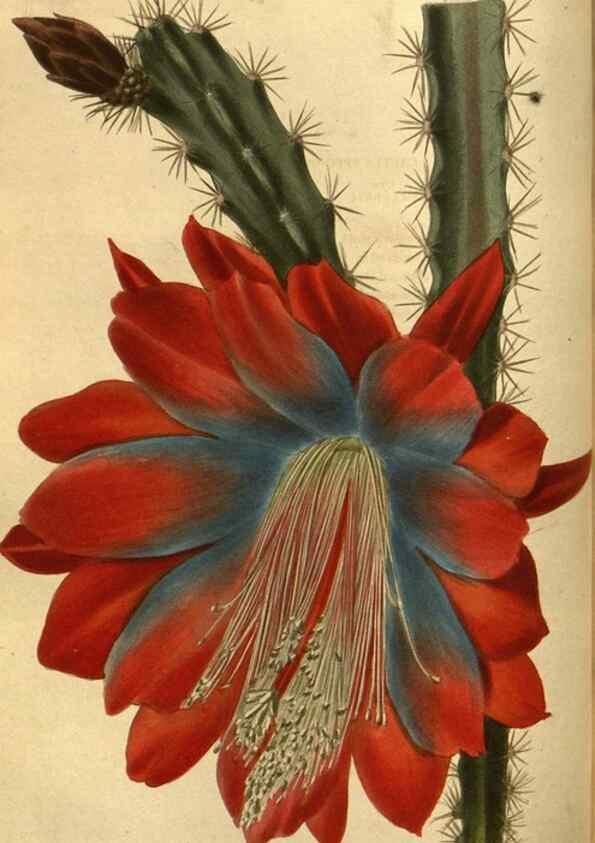 Reproducción/Reproduction 48755695532: The botanical cabinet. London :John & Arthur Arch ...,1817-1833.. 