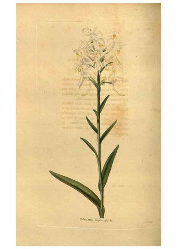 Reproducción/Reproduction 48755179888: The botanical cabinet. London :John & Arthur Arch ...,1817-1833.. 