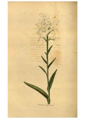 Reproducción/Reproduction 48755179888: The botanical cabinet. London :John & Arthur Arch ...,1817-1833.. 