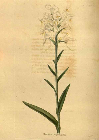 Reproducción/Reproduction 48755179888: The botanical cabinet. London :John & Arthur Arch ...,1817-1833.. 