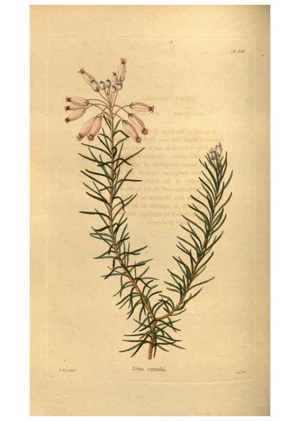 Reproducción/Reproduction 48755500291: The botanical cabinet. London :John & Arthur Arch ...,1817-1833.. 