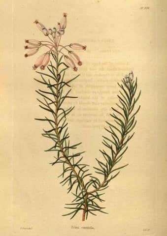 Reproducción/Reproduction 48755500291: The botanical cabinet. London :John & Arthur Arch ...,1817-1833.. 
