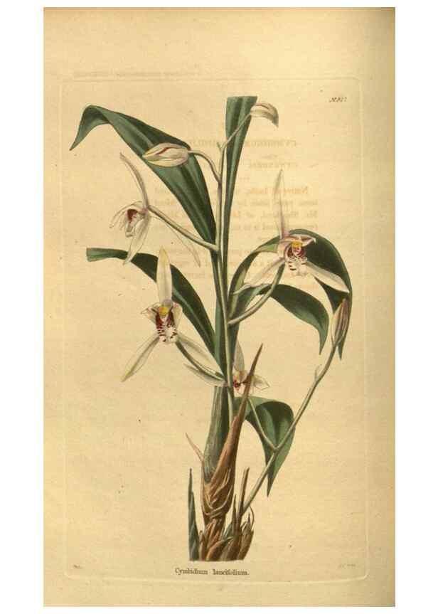Reproducción/Reproduction 48755697167: The botanical cabinet. London :John & Arthur Arch ...,1817-1833.. 
