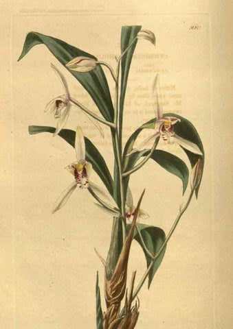 Reproducción/Reproduction 48755697167: The botanical cabinet. London :John & Arthur Arch ...,1817-1833.. 
