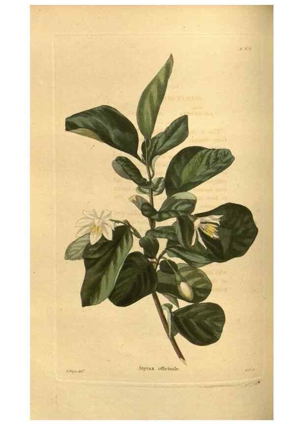 Reproducción/Reproduction 48755181838: The botanical cabinet. London :John & Arthur Arch ...,1817-1833.. 