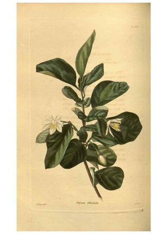 Reproducción/Reproduction 48755181838: The botanical cabinet. London :John & Arthur Arch ...,1817-1833.. 