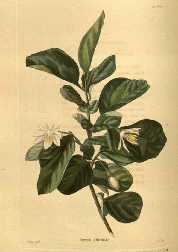 Reproducción/Reproduction 48755181838: The botanical cabinet. London :John & Arthur Arch ...,1817-1833.. 