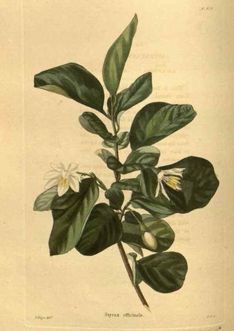 Reproducción/Reproduction 48755181838: The botanical cabinet. London :John & Arthur Arch ...,1817-1833.. 