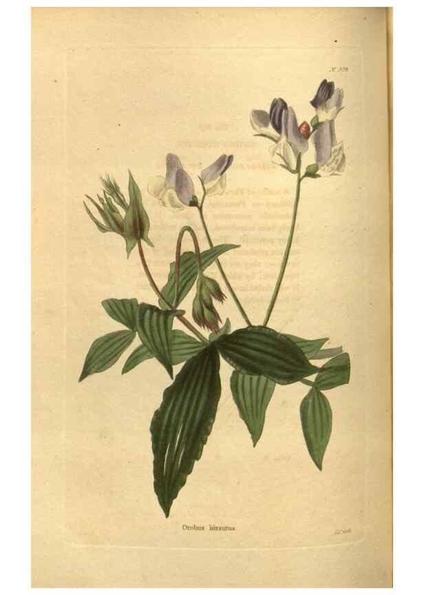 Reproducción/Reproduction 48755182408: The botanical cabinet. London :John & Arthur Arch ...,1817-1833.. 