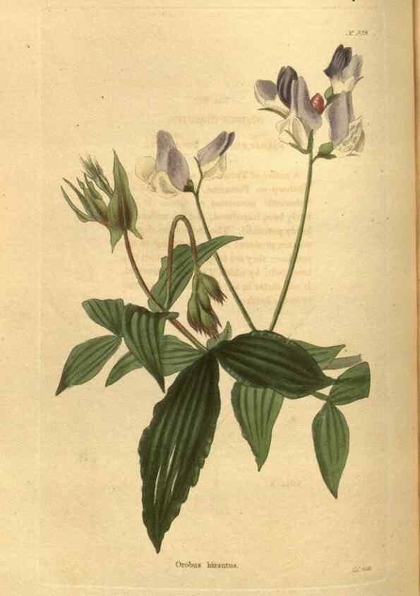 Reproducción/Reproduction 48755182408: The botanical cabinet. London :John & Arthur Arch ...,1817-1833.. 