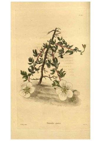 Reproducción/Reproduction 48755690902: The botanical cabinet. London :John & Arthur Arch ...,1817-1833.. 