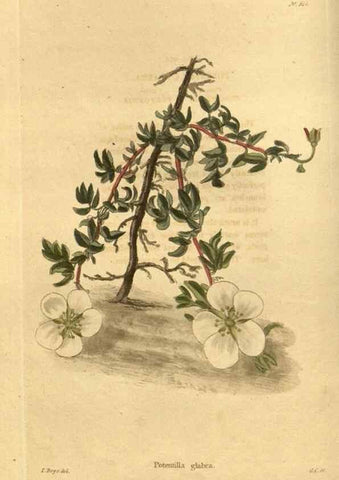 Reproducción/Reproduction 48755690902: The botanical cabinet. London :John & Arthur Arch ...,1817-1833.. 