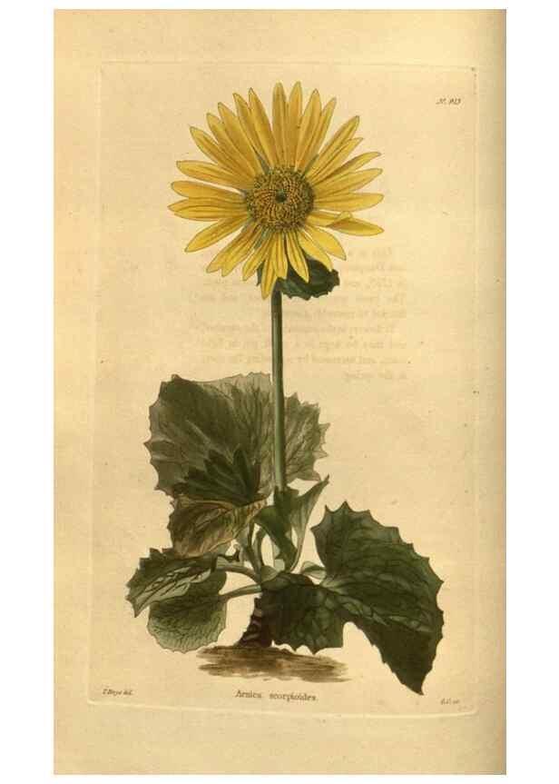 Reproducción/Reproduction 48755690332: The botanical cabinet. London :John & Arthur Arch ...,1817-1833.. 