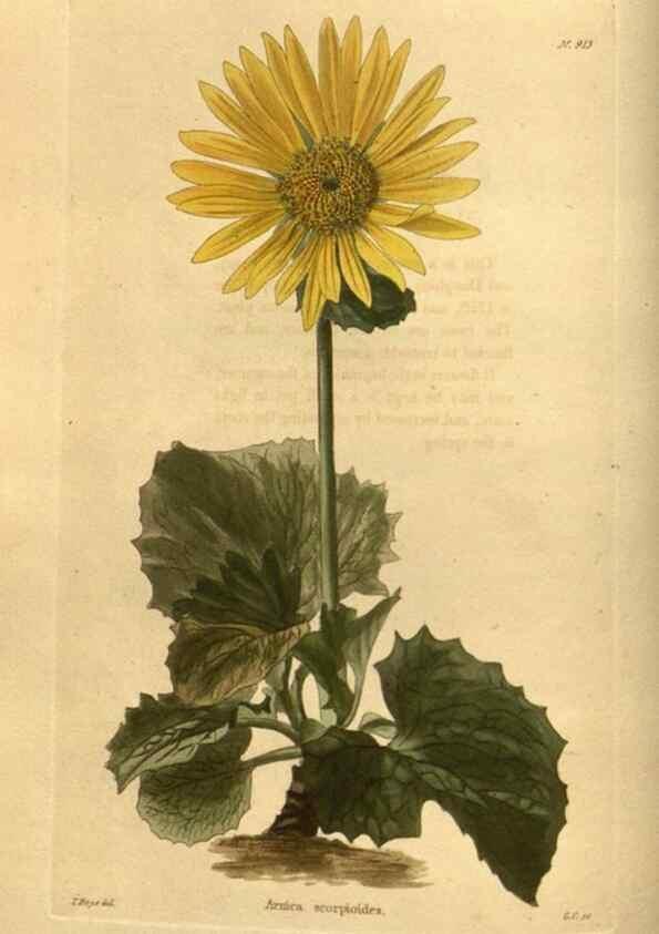 Reproducción/Reproduction 48755690332: The botanical cabinet. London :John & Arthur Arch ...,1817-1833.. 