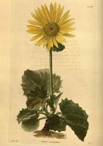 Reproducción/Reproduction 48755690332: The botanical cabinet. London :John & Arthur Arch ...,1817-1833.. 