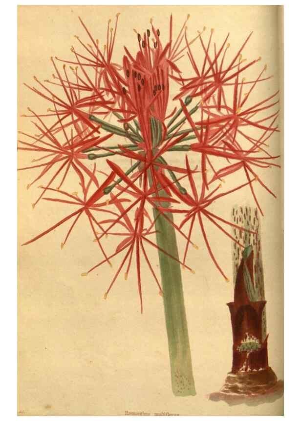 Reproducción/Reproduction 48755173938: The botanical cabinet. London :John & Arthur Arch ...,1817-1833.. 
