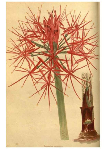 Reproducción/Reproduction 48755173938: The botanical cabinet. London :John & Arthur Arch ...,1817-1833.. 