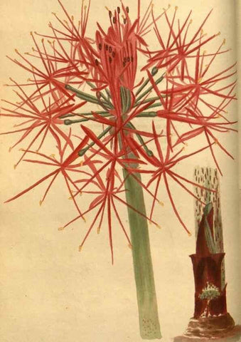 Reproducción/Reproduction 48755173938: The botanical cabinet. London :John & Arthur Arch ...,1817-1833.. 