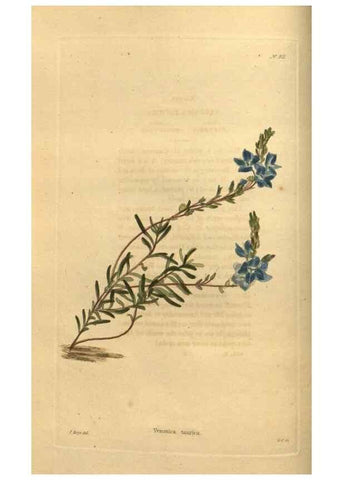 Reproducción/Reproduction 48755493531: The botanical cabinet. London :John & Arthur Arch ...,1817-1833.. 