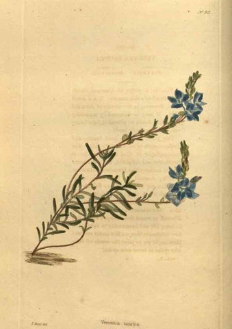 Reproducción/Reproduction 48755493531: The botanical cabinet. London :John & Arthur Arch ...,1817-1833.. 