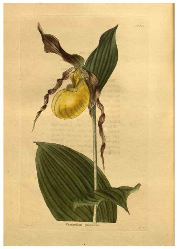 Reproducción/Reproduction 48755624297: The botanical cabinet. London :John & Arthur Arch ...,1817-1833.. 