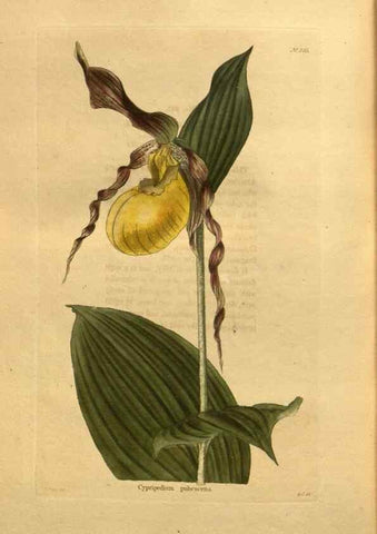 Reproducción/Reproduction 48755624297: The botanical cabinet. London :John & Arthur Arch ...,1817-1833.. 