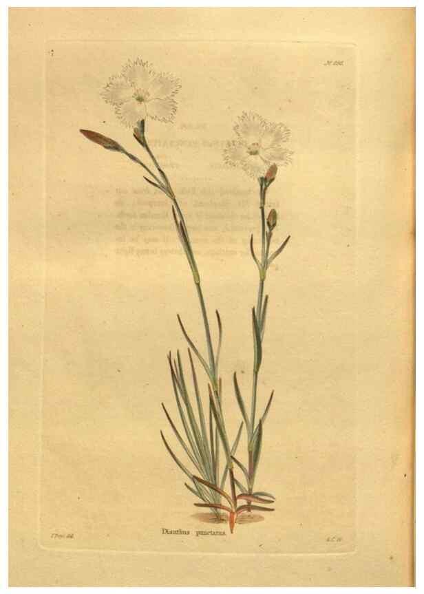 Reproducción/Reproduction 48755624697: The botanical cabinet. London :John & Arthur Arch ...,1817-1833.. 