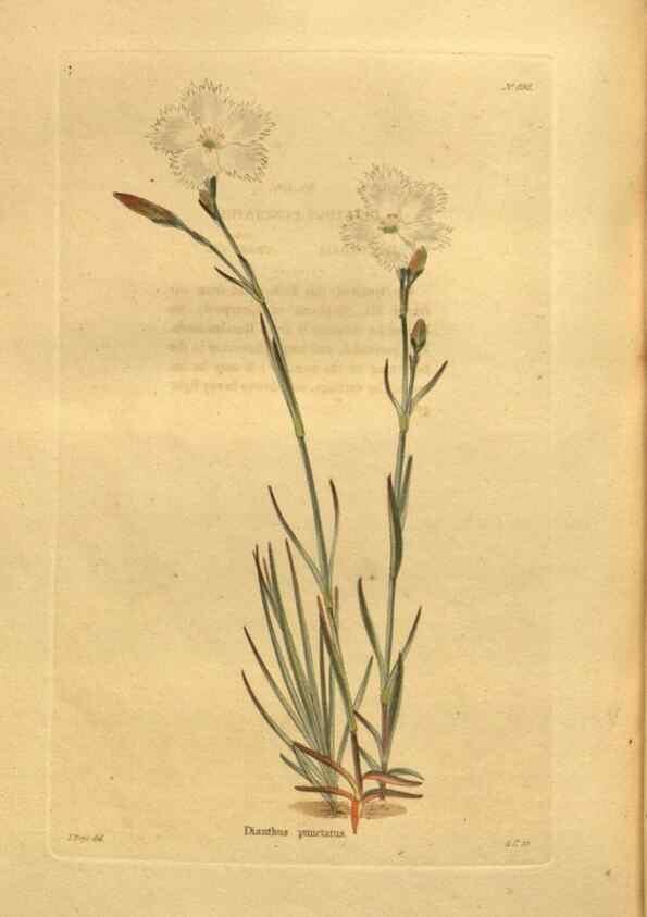 Reproducción/Reproduction 48755624697: The botanical cabinet. London :John & Arthur Arch ...,1817-1833.. 