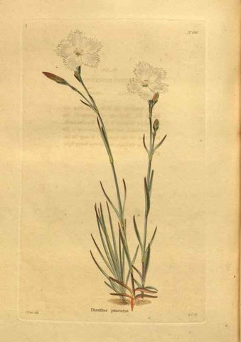 Reproducción/Reproduction 48755624697: The botanical cabinet. London :John & Arthur Arch ...,1817-1833.. 