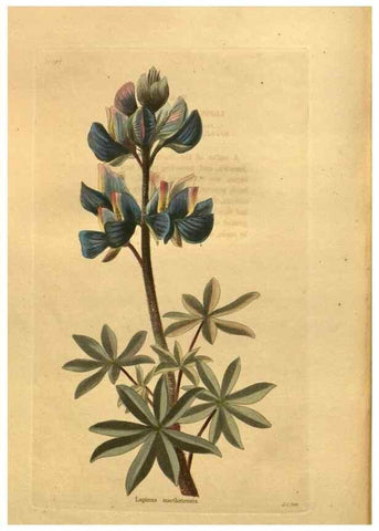 Reproducción/Reproduction 48755109298: The botanical cabinet. London :John & Arthur Arch ...,1817-1833.. 