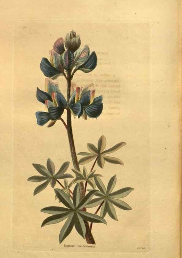 Reproducción/Reproduction 48755109298: The botanical cabinet. London :John & Arthur Arch ...,1817-1833.. 