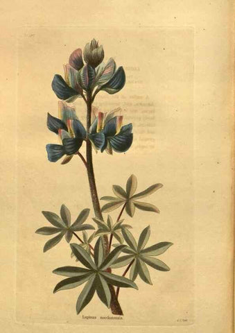 Reproducción/Reproduction 48755109298: The botanical cabinet. London :John & Arthur Arch ...,1817-1833.. 