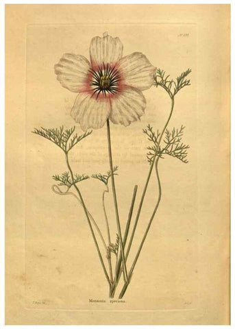 Reproducción/Reproduction 48755625537: The botanical cabinet. London :John & Arthur Arch ...,1817-1833.. 