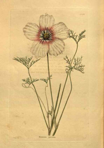 Reproducción/Reproduction 48755625537: The botanical cabinet. London :John & Arthur Arch ...,1817-1833.. 