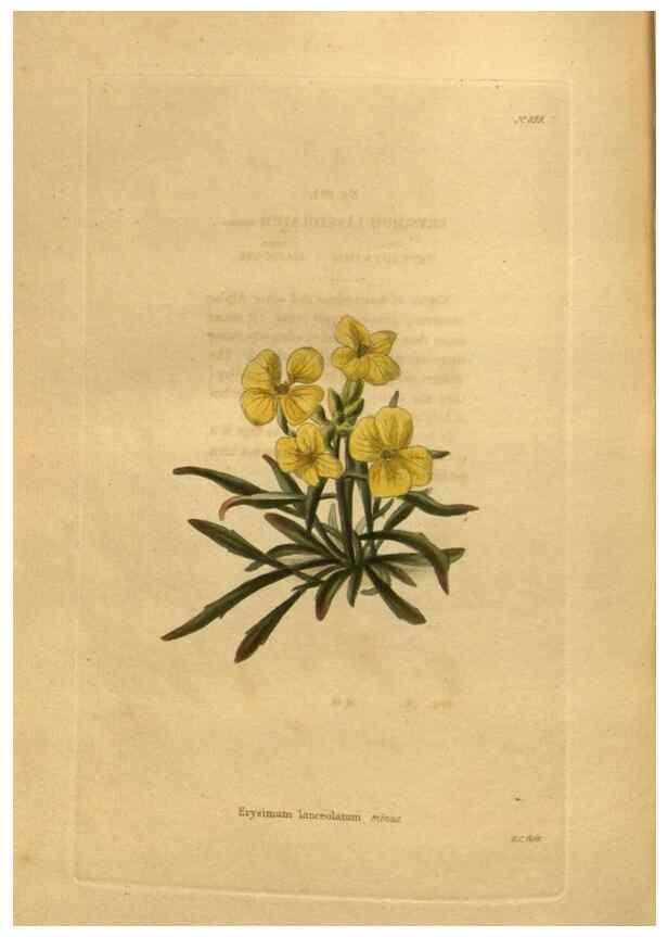Reproducción/Reproduction 48755626022: The botanical cabinet. London :John & Arthur Arch ...,1817-1833.. 