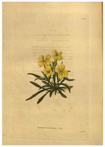 Reproducción/Reproduction 48755626022: The botanical cabinet. London :John & Arthur Arch ...,1817-1833.. 