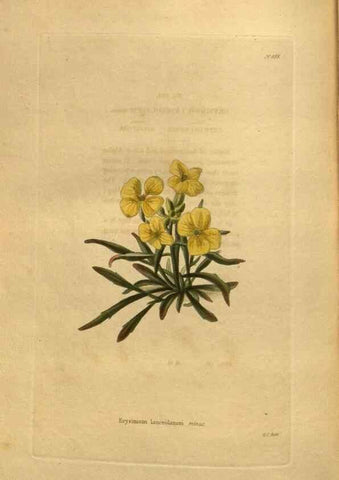 Reproducción/Reproduction 48755626022: The botanical cabinet. London :John & Arthur Arch ...,1817-1833.. 