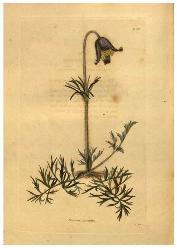 Reproducción/Reproduction 48755626387: The botanical cabinet. London :John & Arthur Arch ...,1817-1833.. 