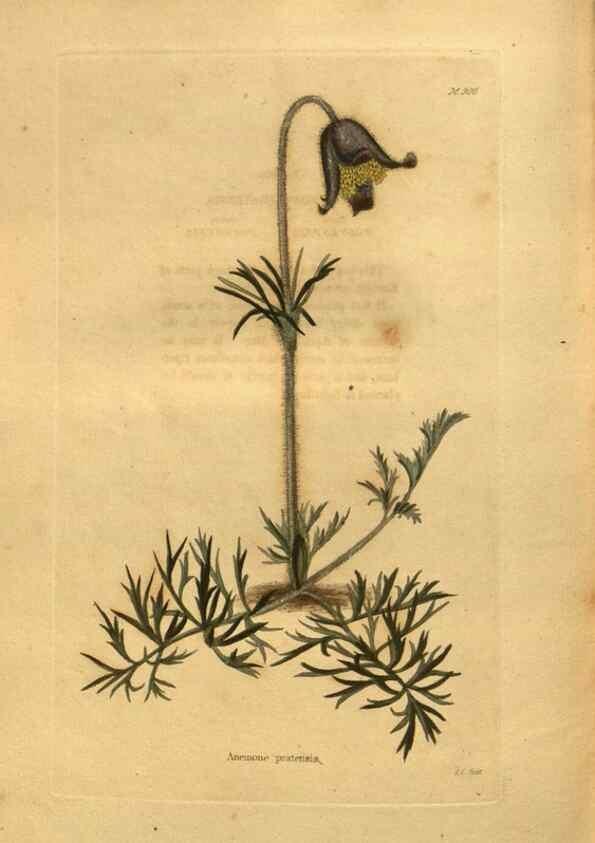 Reproducción/Reproduction 48755626387: The botanical cabinet. London :John & Arthur Arch ...,1817-1833.. 