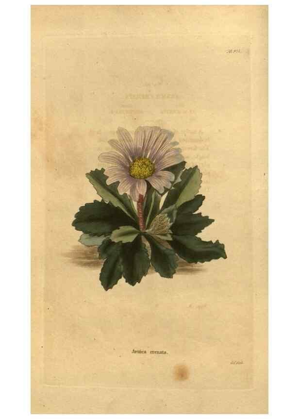 Reproducción/Reproduction 48755489431: The botanical cabinet. London :John & Arthur Arch ...,1817-1833.. 