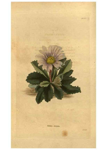 Reproducción/Reproduction 48755489431: The botanical cabinet. London :John & Arthur Arch ...,1817-1833.. 