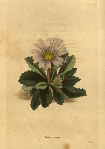 Reproducción/Reproduction 48755489431: The botanical cabinet. London :John & Arthur Arch ...,1817-1833.. 