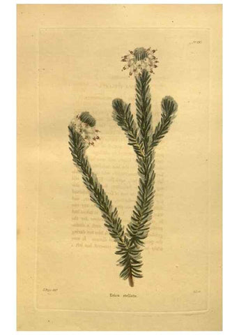 Reproducción/Reproduction 48755107458: The botanical cabinet. London :John & Arthur Arch ...,1817-1833.. 