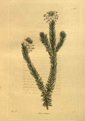 Reproducción/Reproduction 48755107458: The botanical cabinet. London :John & Arthur Arch ...,1817-1833.. 