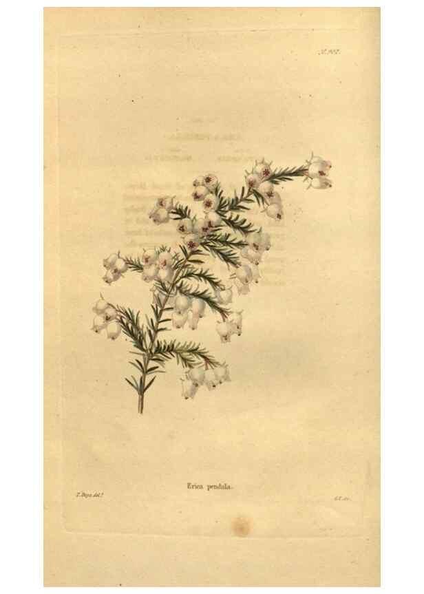 Reproducción/Reproduction 48755169448: The botanical cabinet. London :John & Arthur Arch ...,1817-1833.. 