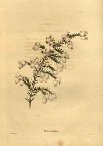 Reproducción/Reproduction 48755169448: The botanical cabinet. London :John & Arthur Arch ...,1817-1833.. 