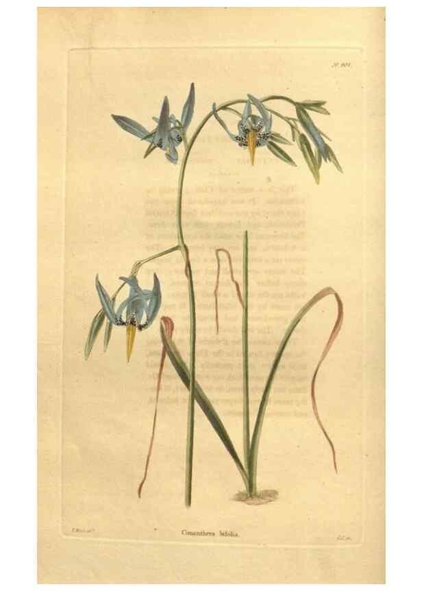 Reproducción/Reproduction 48755490831: The botanical cabinet. London :John & Arthur Arch ...,1817-1833.. 