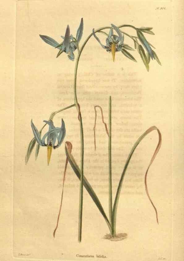 Reproducción/Reproduction 48755490831: The botanical cabinet. London :John & Arthur Arch ...,1817-1833.. 